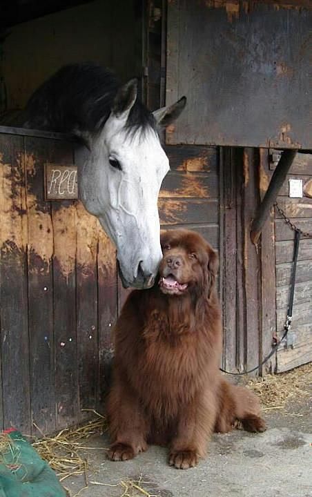 horse and Newfoundla...