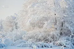 雪,冬天,地形,森林,寒冷,贺卡,圣诞装饰物,环境,云,霜
