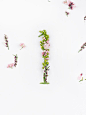 Blossom type-花艺字体设计---酷图编号1144616