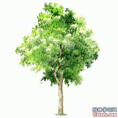 最全100-1张精美园林植物水彩效果图（拉丁名+种名） - 手绘效果图 - 园林学习网 - 10年专注！最大最精最专一的园林景观行业交流平台 - 手机版