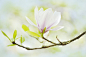 Jacky Parker在 500px 上的照片Magnolia Spring