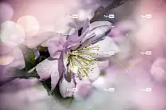 花 花朵 春天 花壁纸 性质 粉色的 多彩 美丽的花朵 美容