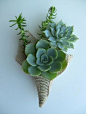 succulent wedding bouquets | Wedding & Event: Flowers / Boutonnieres - Succulent Wedding Bouquets ...