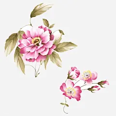 粉色牡丹花_新图网 https://ixintu.com 国花 典雅 大气 中国风