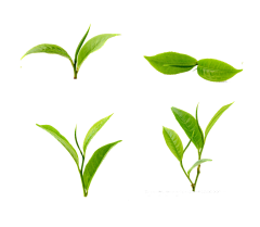 萱言777采集到素材-植物