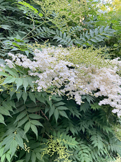 火锅浅析采集到参考——植物