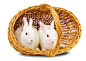 超高清晰动物之小白兔小灰兔子图片---酷图编号71117