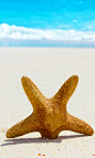海星 - Starfish