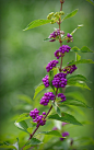 uyamt:

小紫（こむらさき）

Purple beautyberry (Callicarpa　dichotoma)


►soon Infinity Scroll