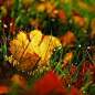 40张关于叶子的精彩摄影作品