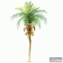 最全100-1张精美园林植物水彩效果图（拉丁名+种名） - 手绘效果图 - 园林学习网 - 10年专注！最大最精最专一的园林景观行业交流平台 - 手机版