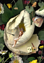 Фото К феечке, спящей в цветке подлетает стрекоза