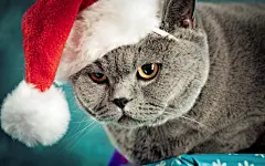 圣诞欢乐宠物猫高清壁纸桌面壁纸3
