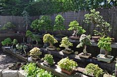 Bonsai