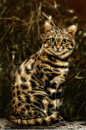 Gorgeous! The black-footed cat (Felis nigripes) is the smallest African cat, and is endemic in the south west arid zone of the southern African subregion.