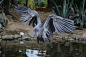 “water bird”的图片搜索结果