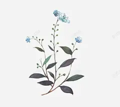 蓝色小花 设计图片 免费下载 页面网页 平面电商 创意素材