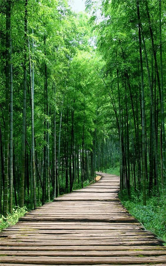 Bamboo Forest 7 Wall...