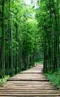 Bamboo Forest 7 Wallpaper AJ Wallpaper