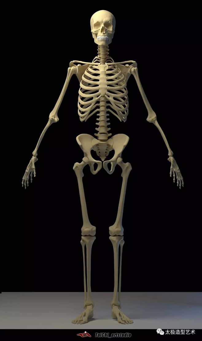 3d成人男性全身骨骼参考图（八头身） :...