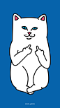 #扁平# #生活# #iphone# #手机# #life# #几何# #壁纸# #色彩# #猫# #竖中指的猫# #RIPNDIP# 