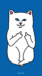  #竖中指的猫# #RIPNDIP# 