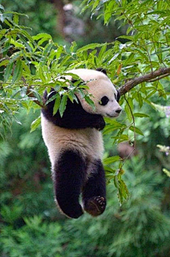 童话的森林采集到动物