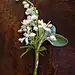 Lily of the Valley and whitebeam foliage made up the groomsmen's buttonholes