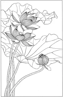 国画白描荷花素材