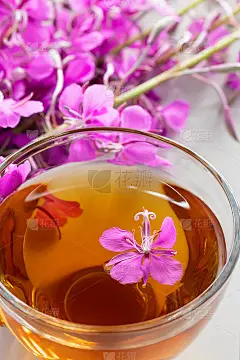 龙须草又称开花莎莉，与茶在杯中，立像