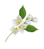 素材·花枝_20