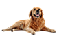 狗狗 png