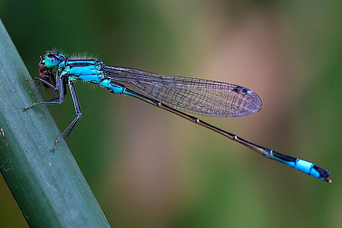 euph0r14:

a fly as ...