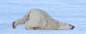【冷知识】北极熊吃饭的时候很容易把皮毛弄脏，在没有水的情况下，它们会把头和肚皮贴在雪地上，通过匍匐前进的方式来清理污渍。