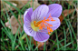 Crocus speciosus 美丽番红花
 形态：多年生草本，球茎大，直径2.5cm,外皮膜质，属裸花类。叶狭长，4~5枚，花大，筒部长，筒内上部紫红色，花色鲜黄，有蓝色羽状纹，柱头暗橙色。花期9~10月。是秋花类中花最大的一种，品种多，观赏价值高。
