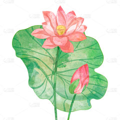 花瓣素材采集到【免抠】花卉元素