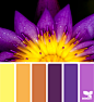 Design Seeds® | find your palette