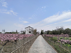 国玮智慧农业规划采集到美丽乡村