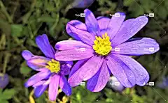 花 花壁纸 木海葵 花卉背景 海葵 大器晚成 花园 春天