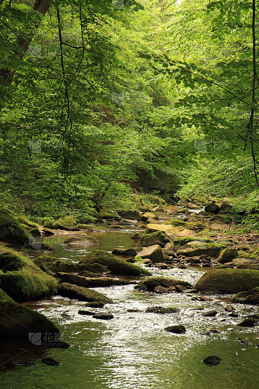 河流在春天的森林里