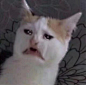 猫猫哭泣
