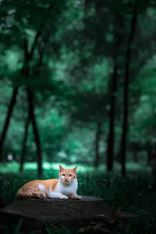 草丛里的小猫咪特写照片下载