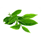 茶树