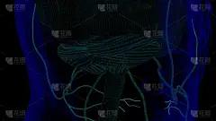线框三维医学概念的人脑解剖