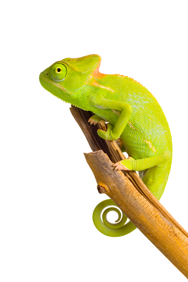 Chameleon-PNG-Image