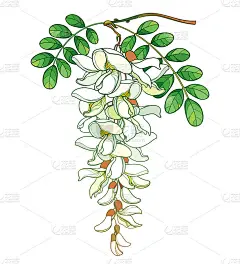 轮廓粉白色假金合欢或黑刺槐或刺槐的病媒枝，芽和绿叶孤立在白色背景上。