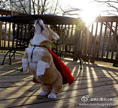 我们爱讲冷笑话：我必须走了！我的星球需要我！