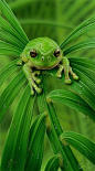 Lucky Green Frog