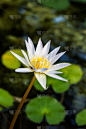 池塘,荷花,白睡莲,白色,自然,垂直画幅,睡莲,无人,植物学,叶子