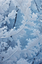AI数字艺术雪花二十四节气立冬摄影图片